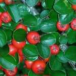 Cotoneaster: plantar, podar, cuidar