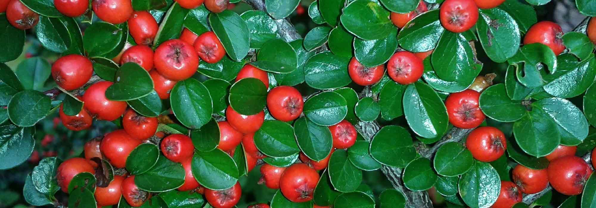 Cotoneaster: plantar, podar, cuidar
