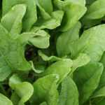 O espinafre: semear, cultivar e colher na horta