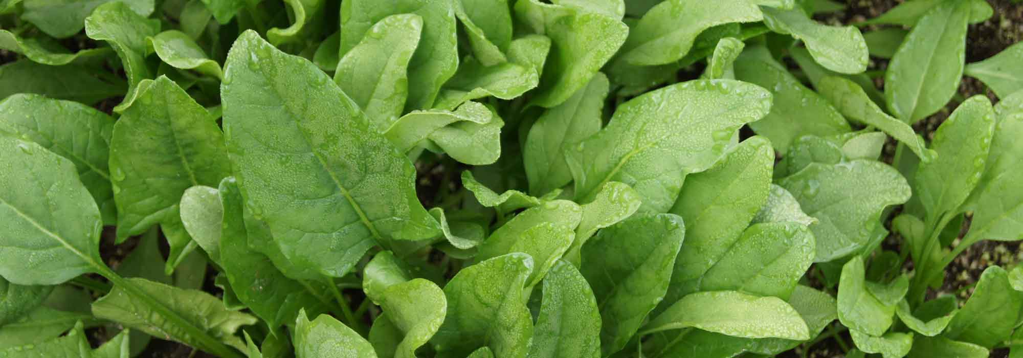 O espinafre: semear, cultivar e colher na horta