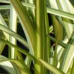 Phormium, linho-da-Nova Zelândia: plantação, poda, manutenção