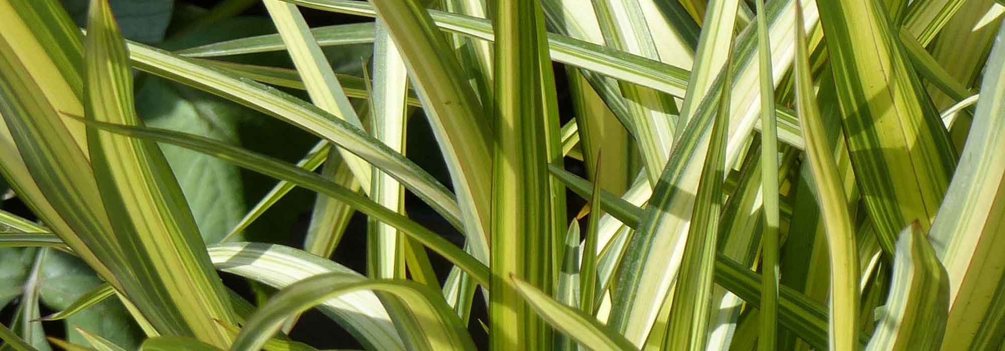 Phormium, linho-da-Nova Zelândia: plantação, poda, manutenção