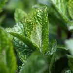 A hortelã: plantar, cultivar, multiplicar por estacas