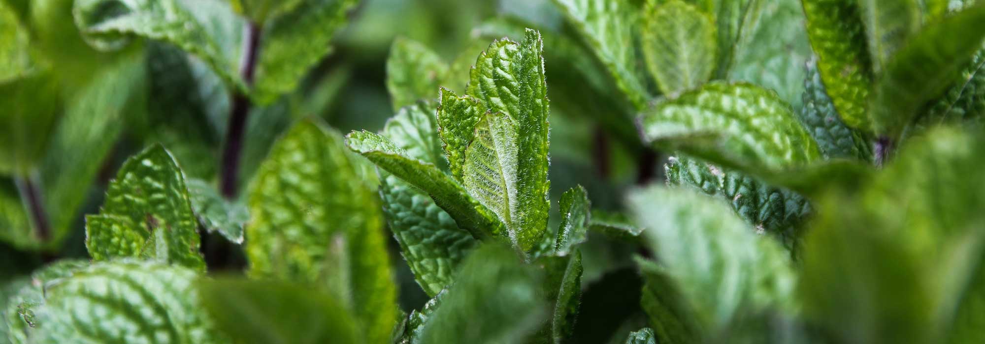 A hortelã: plantar, cultivar, multiplicar por estacas