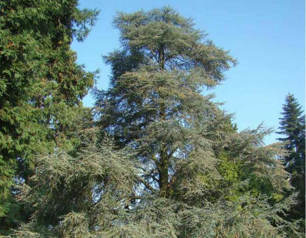 5 grandes coníferas, para um jardim com carácter
