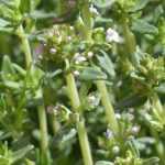 O tomilho: cultivar, plantar, podar