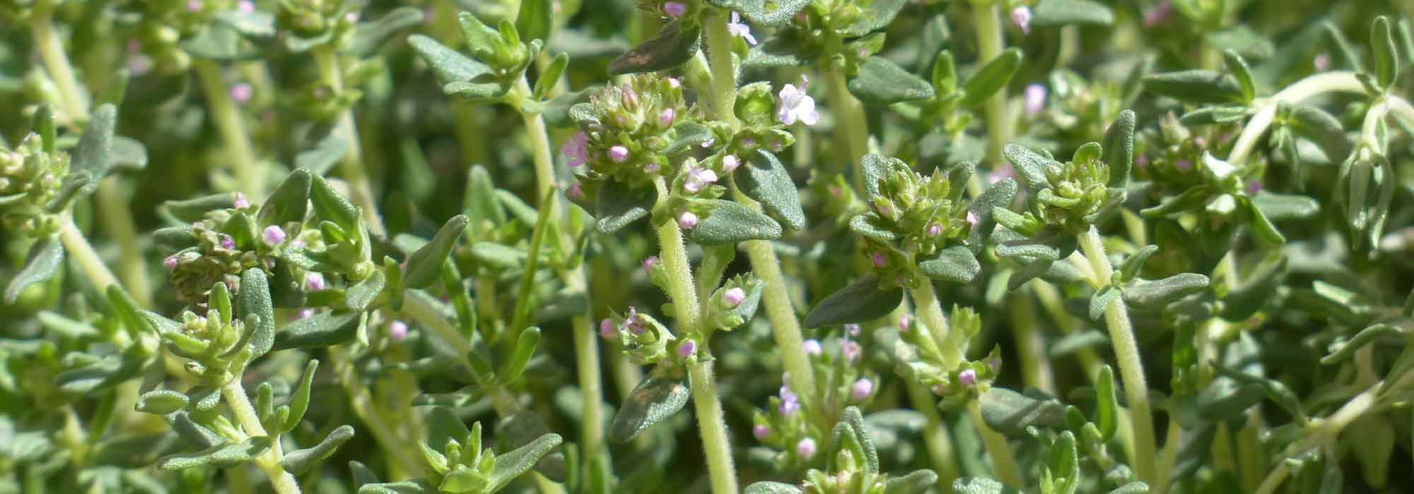 O tomilho: cultivar, plantar, podar