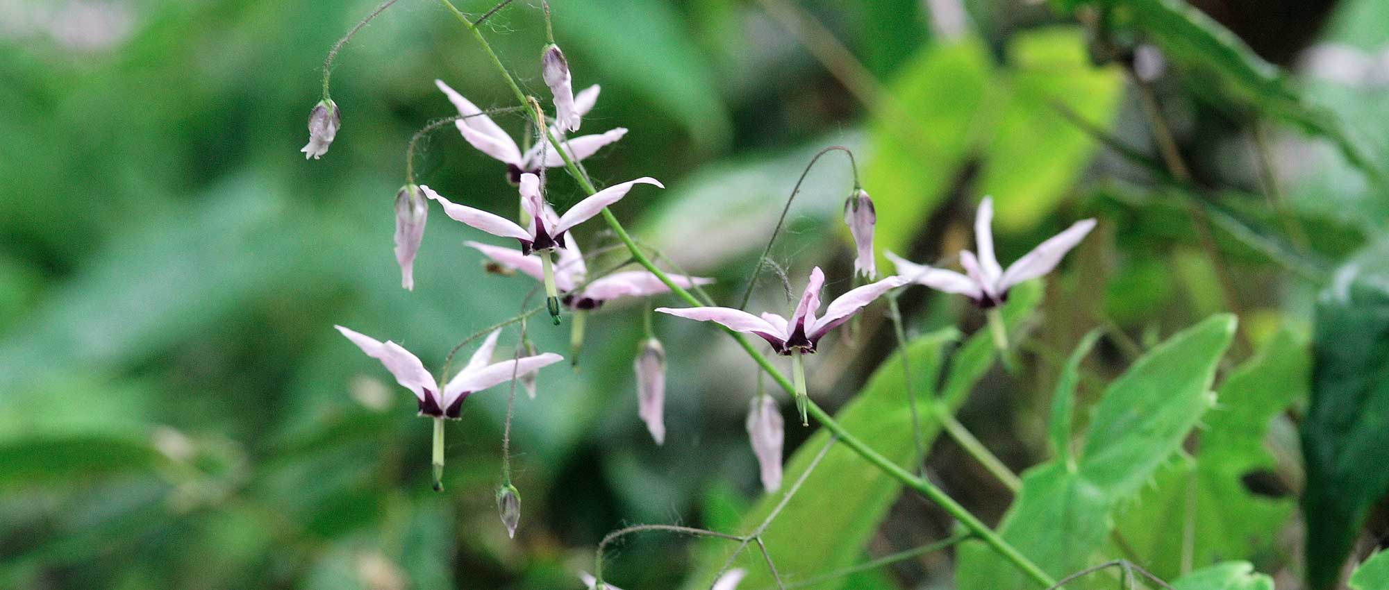 Epimédio, Flor dos Elfos: plantar, cultivar e cuidar