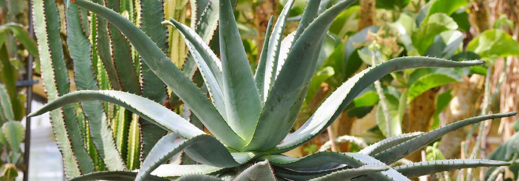 Agave: plantar, cultivar e cuidar