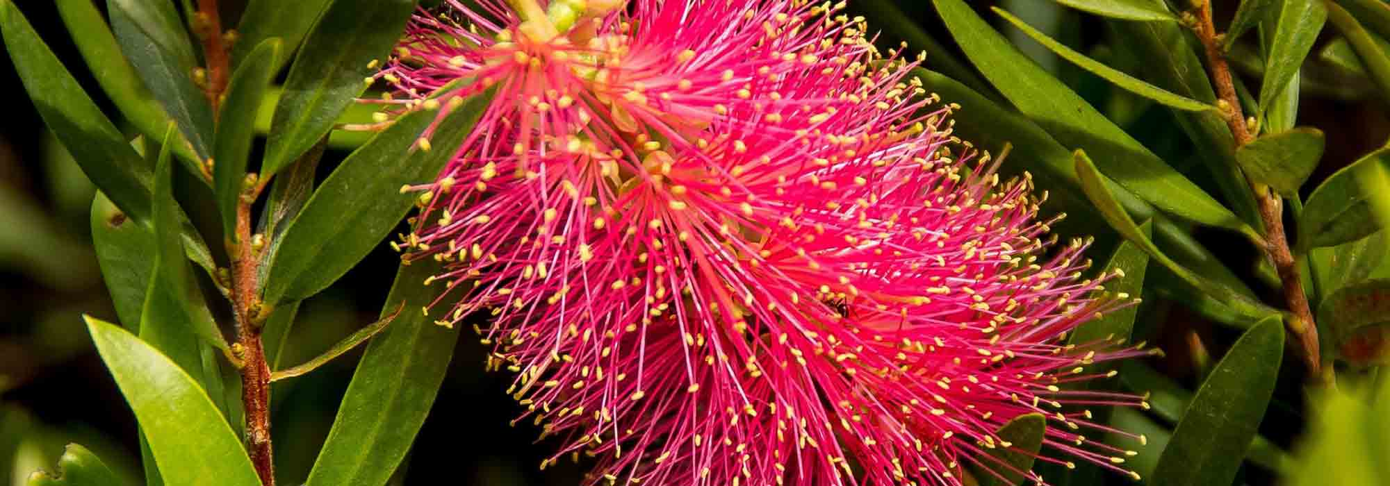 Callistemon, Limpa-garrafas: plantar, podar, cuidar