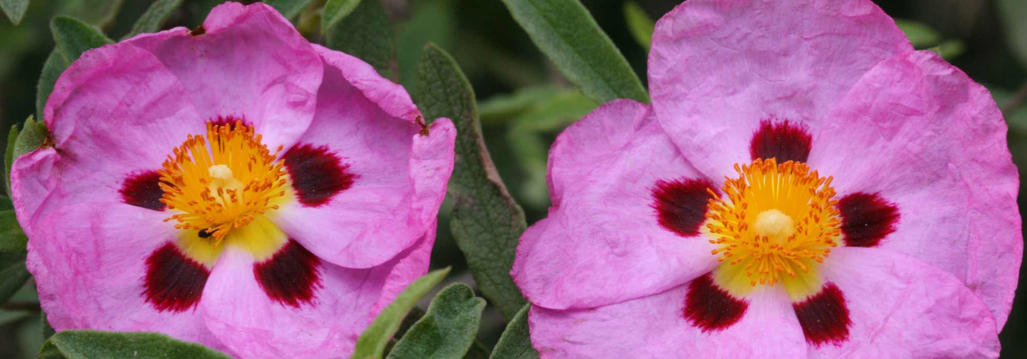 Esteva, Cistus: plantação, poda, manutenção