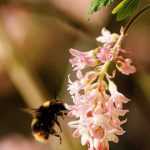 Groselheira ornamental, Ribes: plantação, poda e manutenção