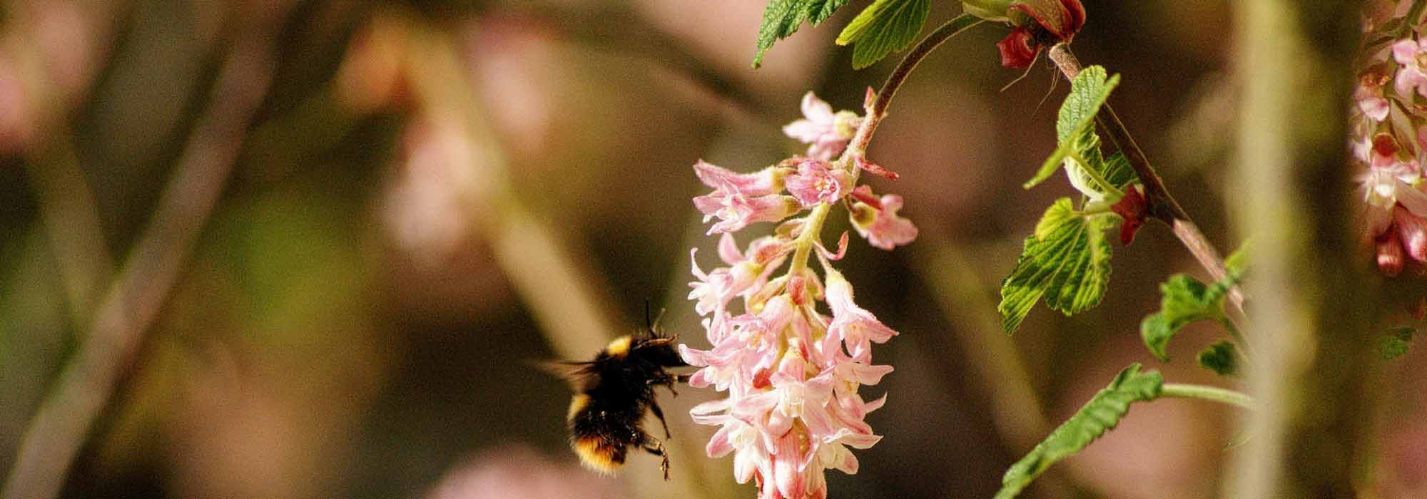 Groselheira ornamental, Ribes: plantação, poda e manutenção