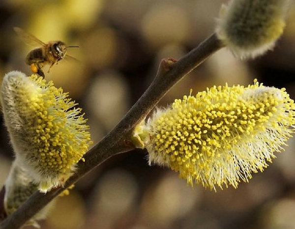 Belos amentilhos nos jardins, o prelúdio primaveril!