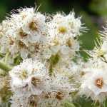 Espireira, Spiraea : plantar, podar e tratar