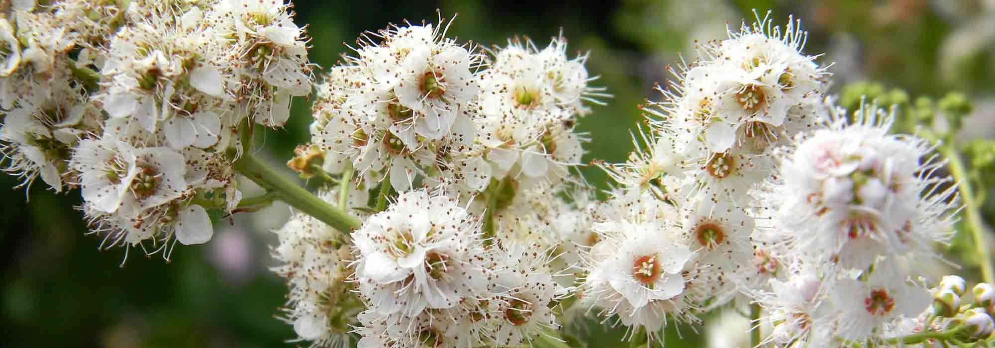 Espireira, Spiraea : plantar, podar e tratar