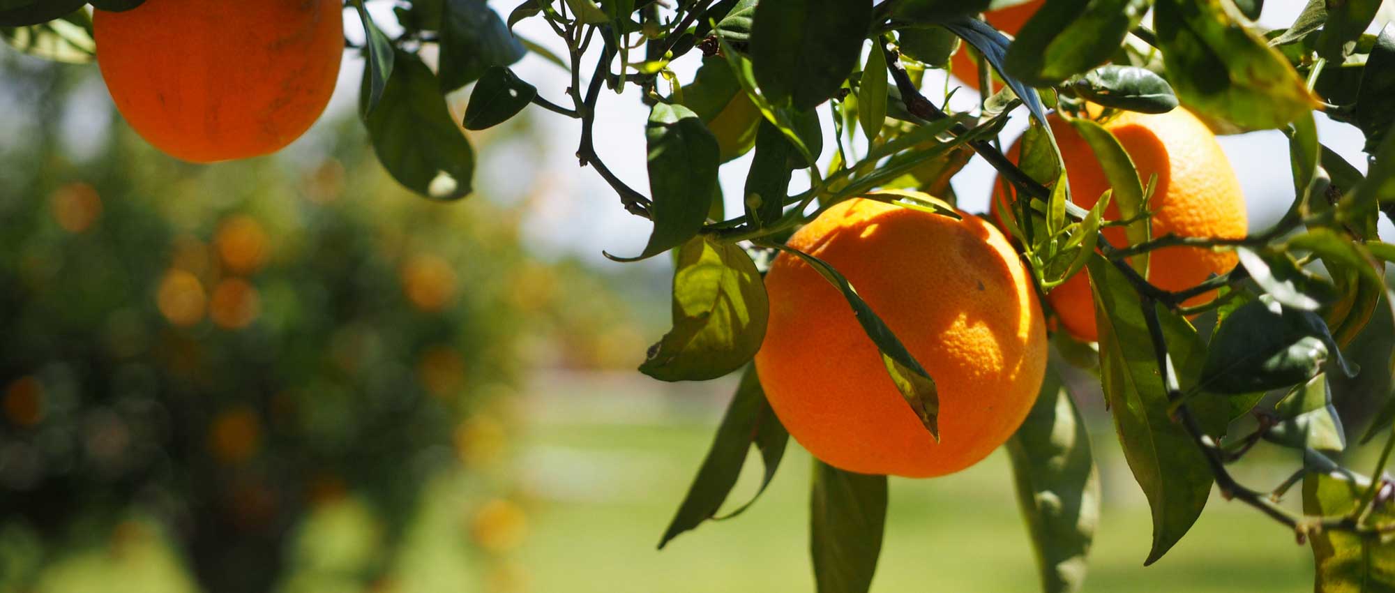 Limoeiros, laranjeiras e outros citrinos: plantá-los e cultivá-los em vaso ou no jardim