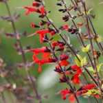As sálvias, Salvia : plantação, poda, manutenção