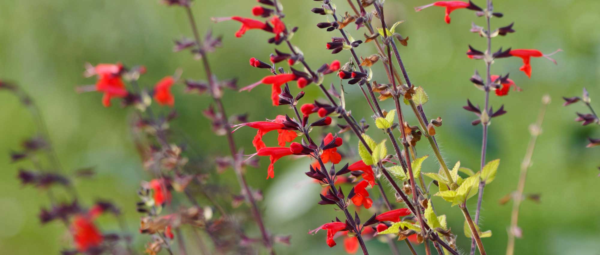 As sálvias, Salvia : plantação, poda, manutenção