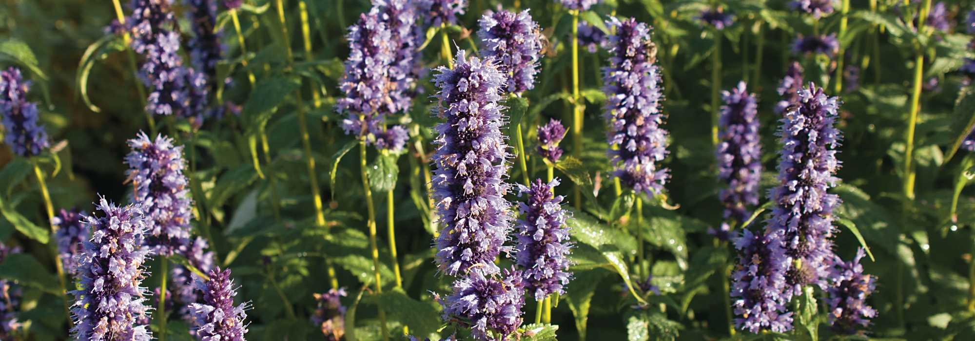 Agastache : plantar, cultivar e tratar