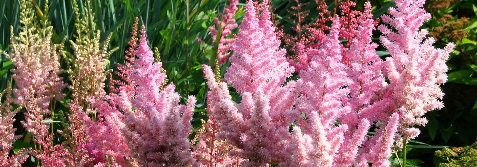 Astilbe: plantação, cultivo, manutenção