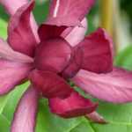 Calycanthus ou Calicanto: plantar, podar e cuidar