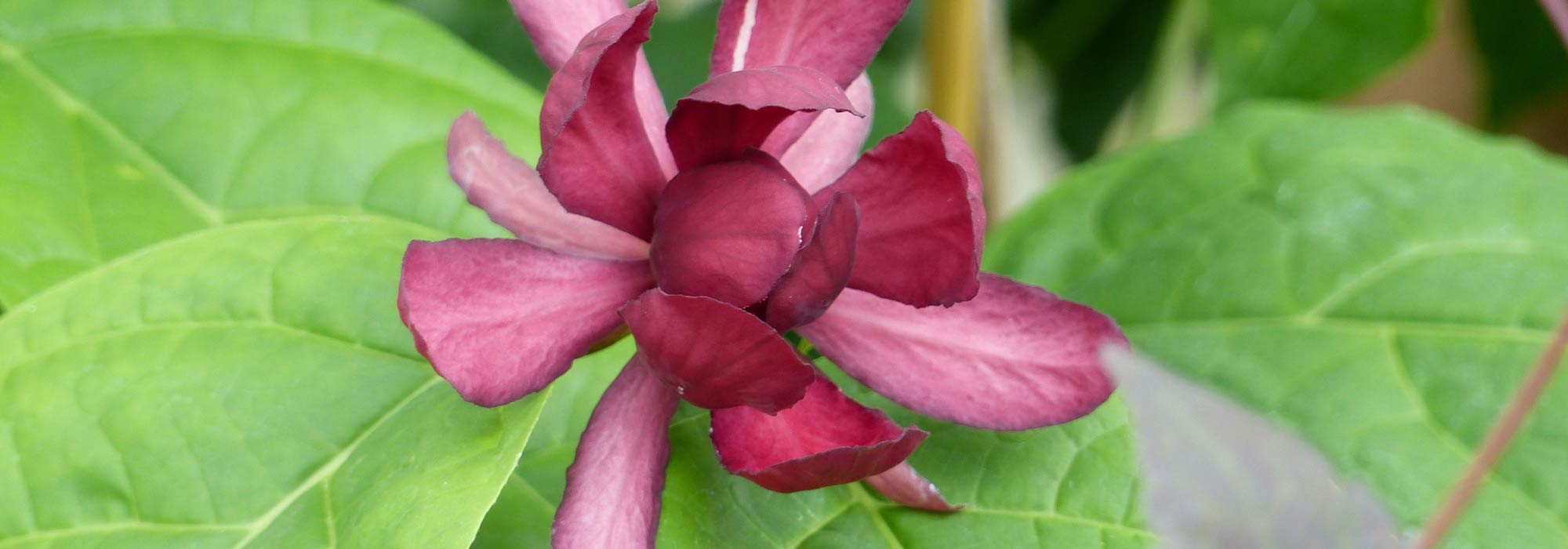 Calycanthus ou Calicanto: plantar, podar e cuidar