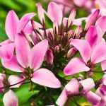 Cleome, flor-aranha: sementeira, plantação, cultivo