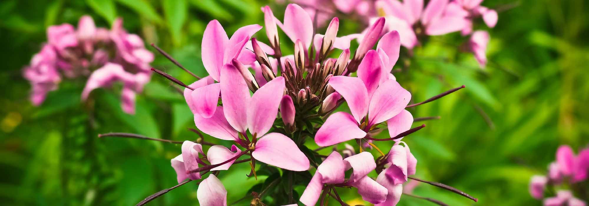 Cleome, flor-aranha: sementeira, plantação, cultivo