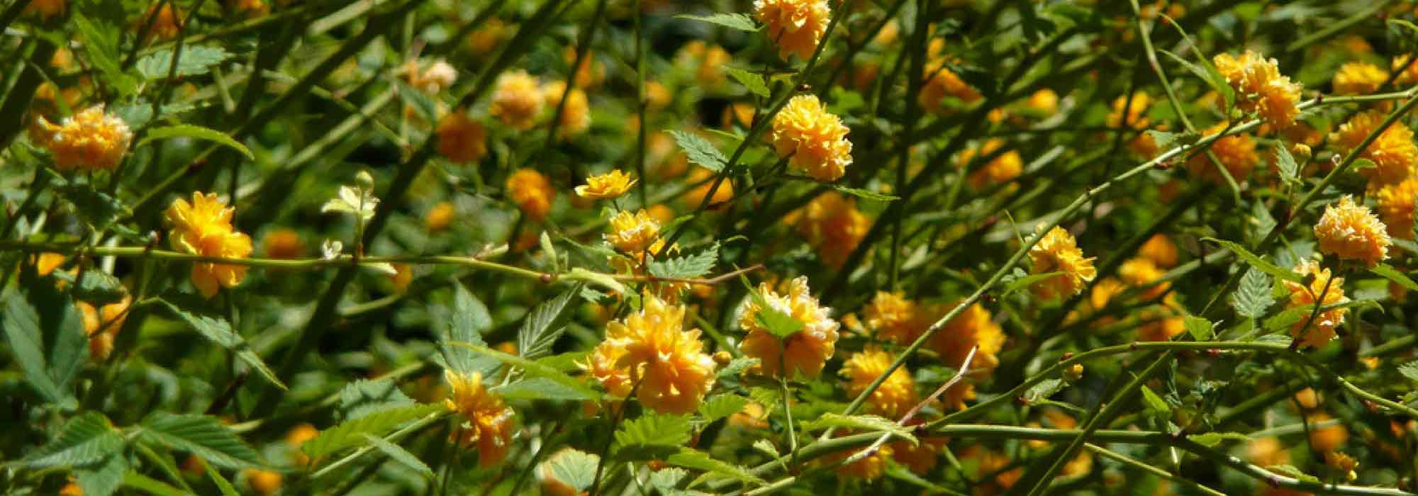 Rosa-japonesa, Kerria japonica : plantar, podar, cuidar