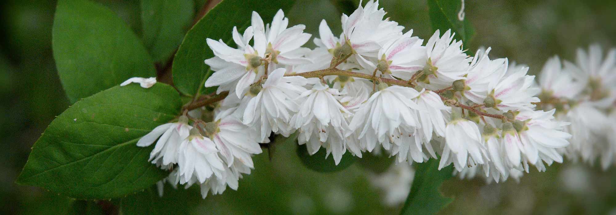 Deutzia: plantação, poda, manutenção