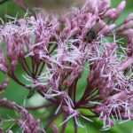 Eupatório: plantar, cultivar e manter