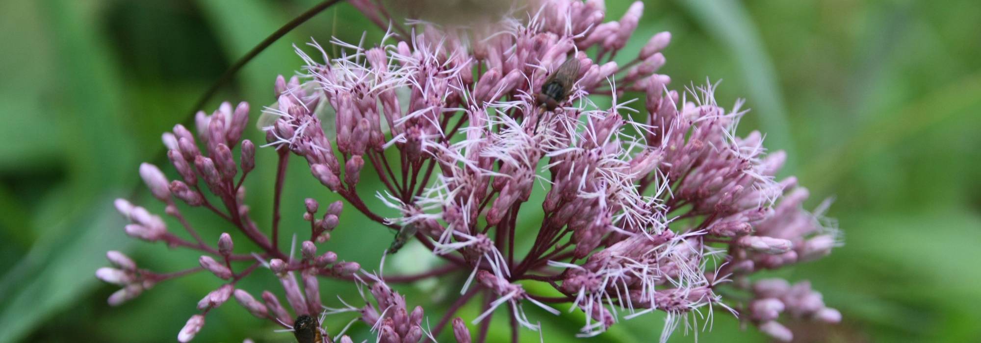 Eupatório: plantar, cultivar e manter