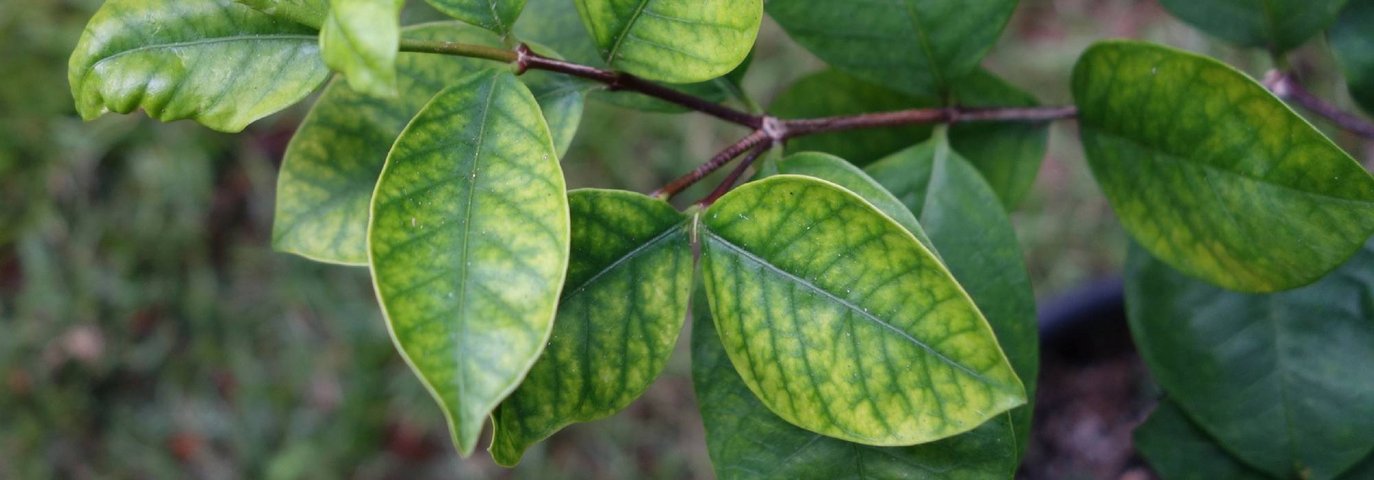 A clorose férrica