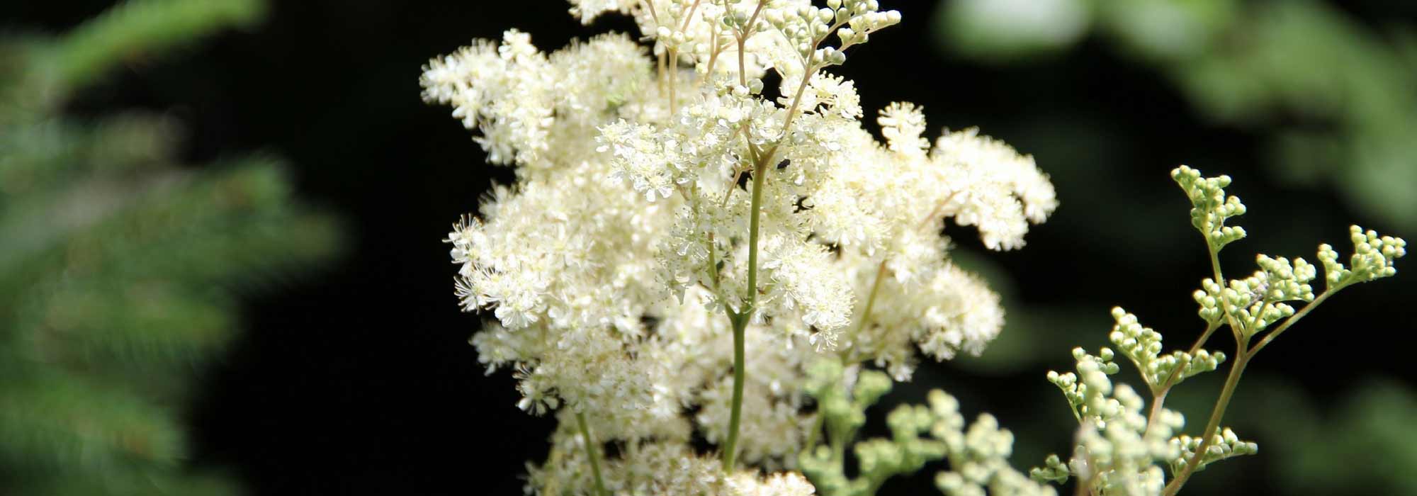 Filipêndula, Rainha dos Prados: plantar e cuidar