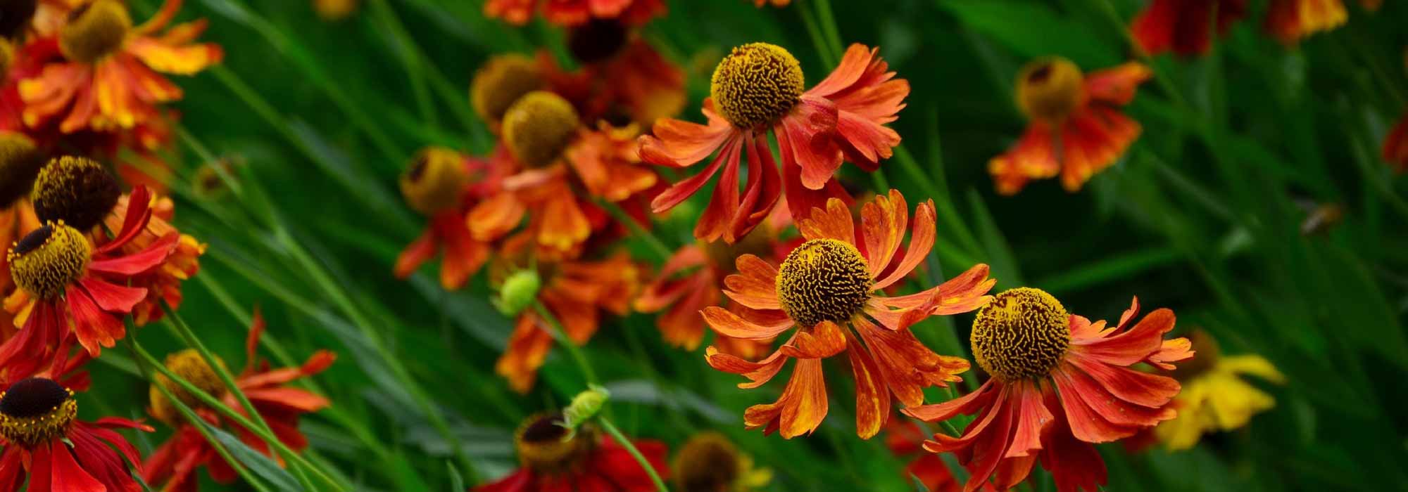 Helenium, helénio: plantação, cultura, manutenção