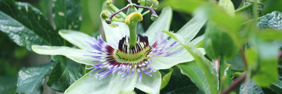 Maracujazeiro, maracujá: plantar, cultivar, podar