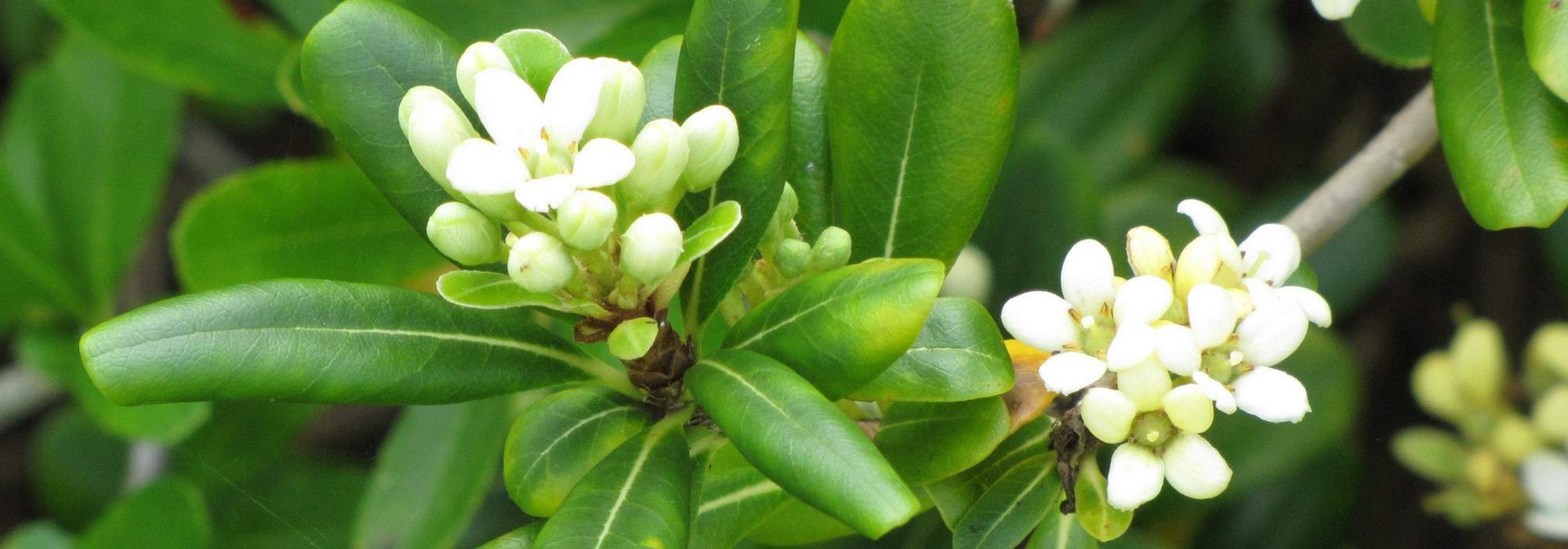Pitósporo: plantar, cultivar e podar