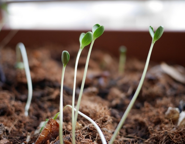 As minhas plântulas estão a estiolar… porquê?