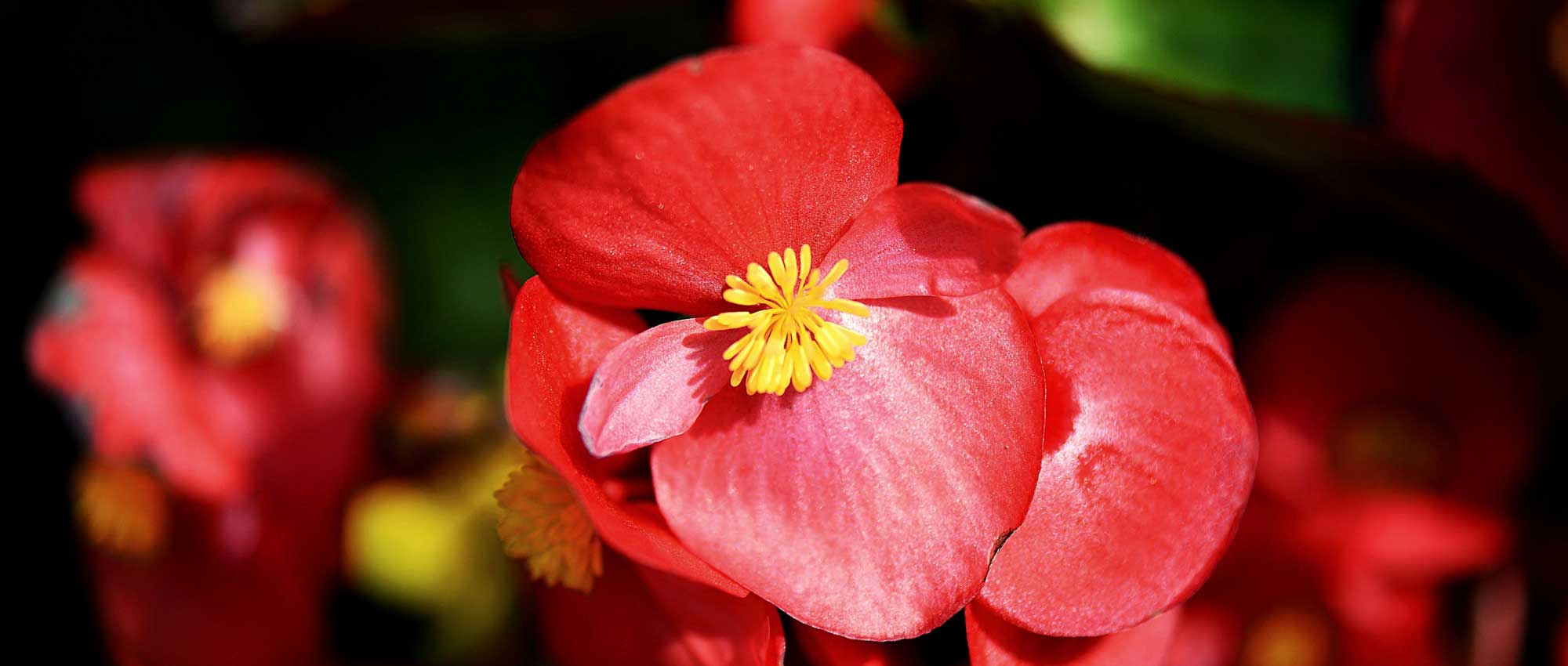 As begónias de canteiro: plantar, cultivar e cuidar