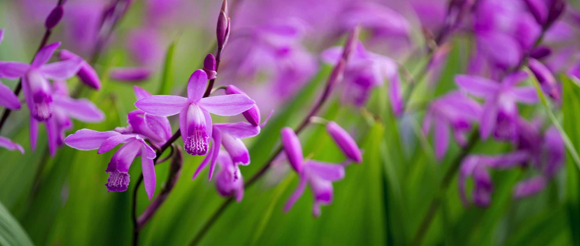 Bletilla, orquídea-jacinto: plantar, cultivar e cuidar