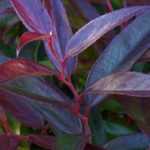 Leucothoe: plantação, cultivo, poda e manutenção