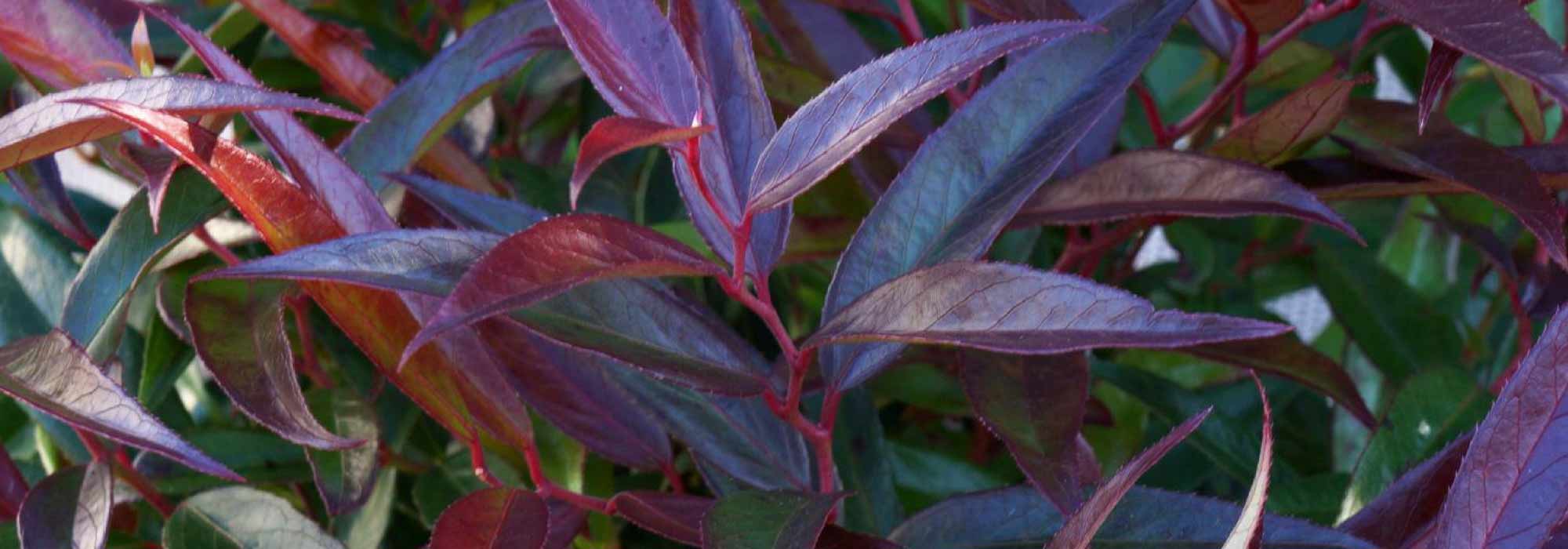 Leucothoe: plantação, cultivo, poda e manutenção