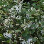 Osmanto, Osmanthus: plantação, poda e manutenção