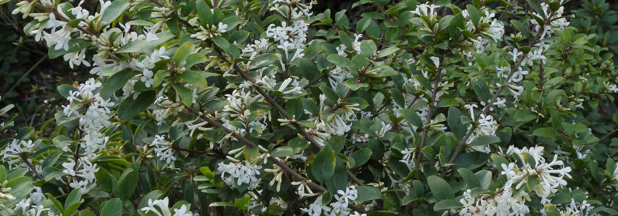Osmanto, Osmanthus: plantação, poda e manutenção
