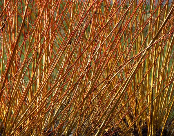 A cestaria: a arte de entrançar as plantas