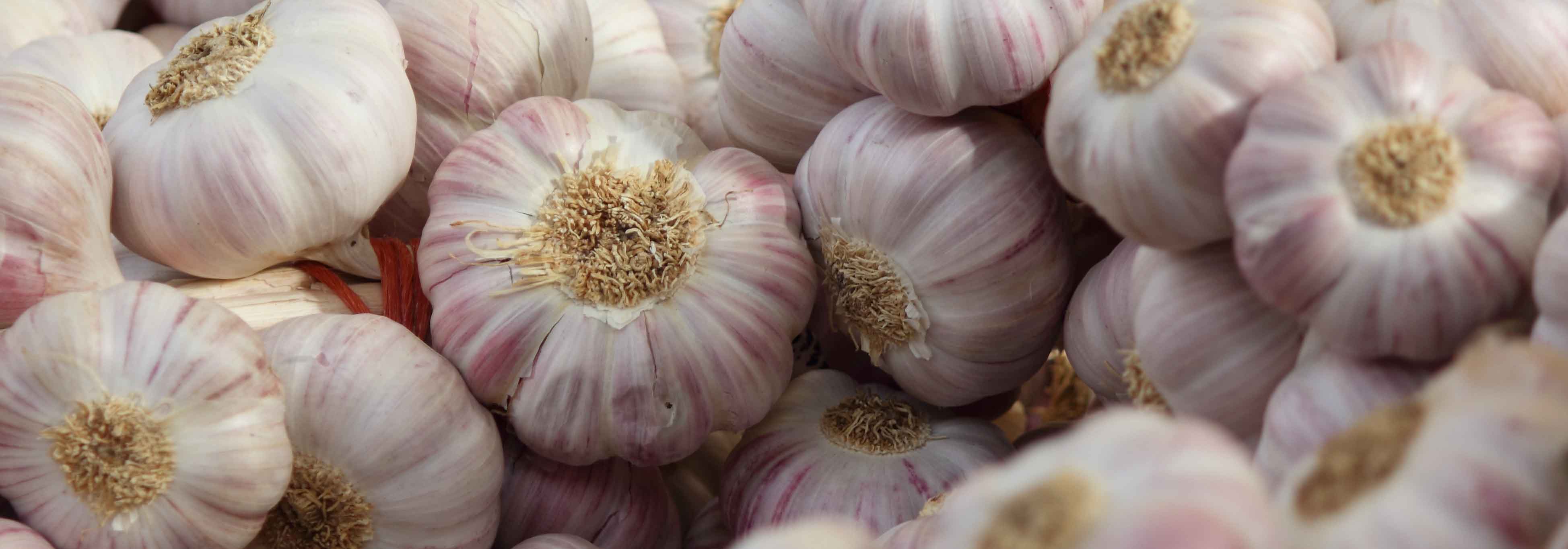 O alho: plantá-lo, cultivá-lo, colhê-lo na horta