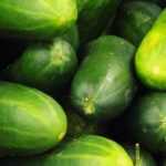 Pepino e cornichão: sementeira, plantação, cultivo, poda
