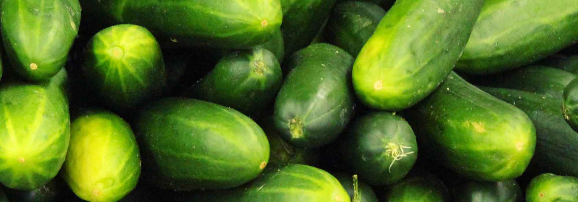 Pepino e cornichão: sementeira, plantação, cultivo, poda