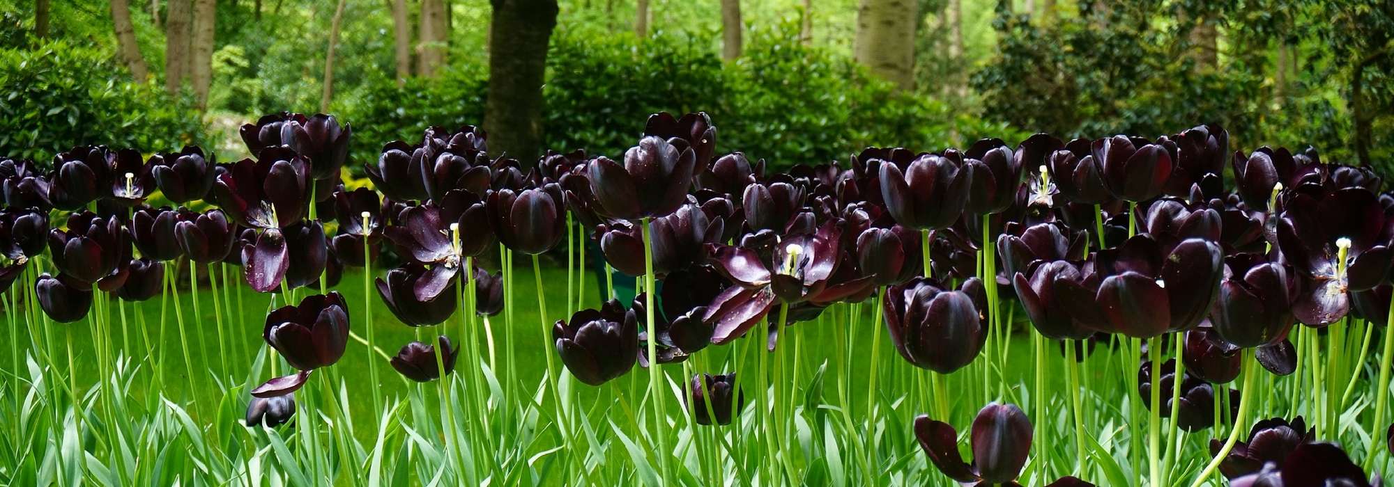 20 flores negras, naturais, para o seu jardim